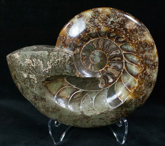 Wide Polished Ammonite Dish #12472